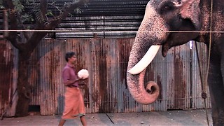 Elephant eating rice ball