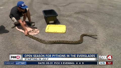 Python hunters can hunt in Everglades National Park