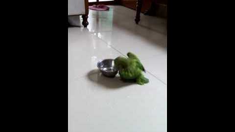 Indian parrot enjoys playful bath in water bowl