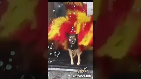 Dog Love Going Through Carwash