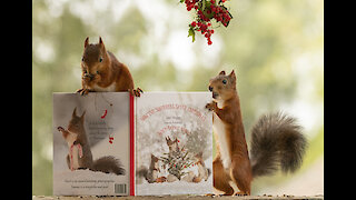 New squirrel Christmas book