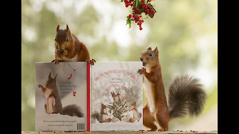 New squirrel Christmas book