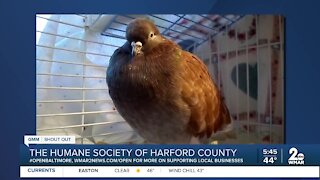 Pets up for adoption at the Humane Society of Harford County