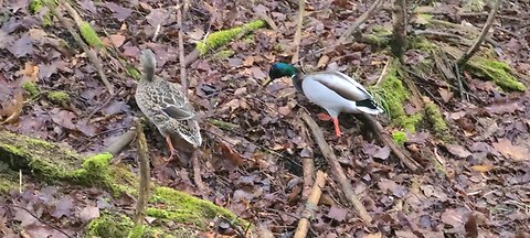 A pair of Mallard ducks and a deer