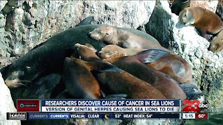 Researchers discover cause of cancer in sea lions, version of genital herpes causing sea lions to die
