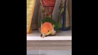 A happy parrot found his treats!