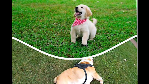 Cute puppy 🐶 enjoying outdoor|| #cutepuppy #cutedogs #cuteanimals