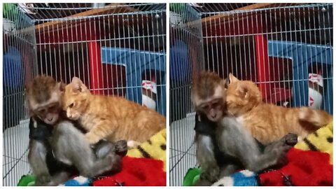 A cat who is so spoiled for a monkey