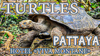 best day in 2021 Pattaya Thailand turtles