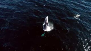 Drone filma fantásticos momentos de baleia-cinzenta na Califórnia