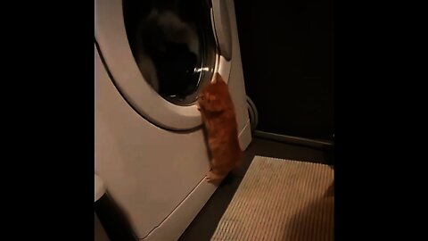 I Want To Go Inside The Washing Machine 🤣😂 - Funny Cats Life #shorts