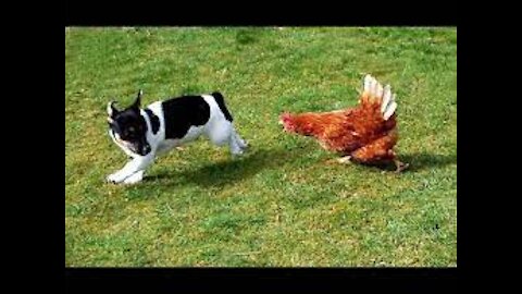 Chicken VS Dog Fight - Funny Dog Fight Videos Funny Animal Movies