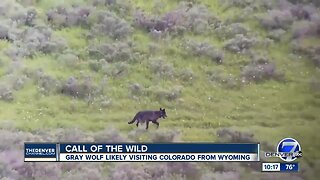 Gray wolf likely visiting Colorado from Wyoming