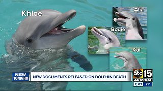 New documents released in death of dolphin named Khloe at Dolphinaris