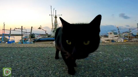 I saw a black cat at the fishing port, so when I was nadenade, other cats also approached me