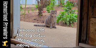 Floki Cat Flirts With Crazy Cousin Cujo From Canada