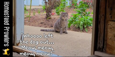 Floki Cat Flirts With Crazy Cousin Cujo From Canada