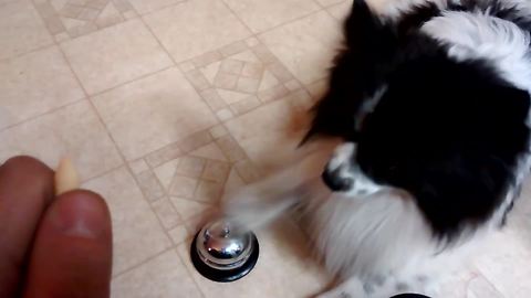 A Dog Rings A Bell To Get Peanuts