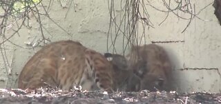 5 people attacked by bobcat in Arizona