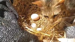 Gato toma conta de ovos como se fosse uma galinha