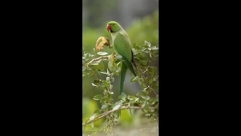 Green macaw