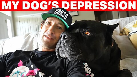 My Dog's Depression #canecorso #dog #animals #pets