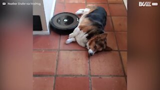 Cão utiliza aspirador Roomba como massajador