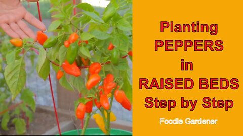 Planting Peppers in Raised Beds at Home! From Digging to Harvest! (Foodie Gardener)