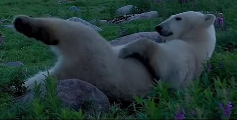 A large male polar bear taking a nap on a fireweed bed..