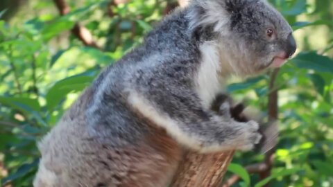 Beautiful Climbing Koala Wild Animals