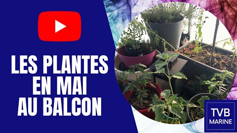 Mai au balcon [idées / plantes]