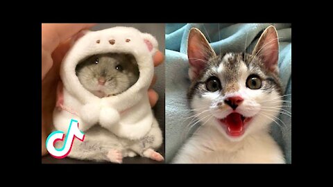 TikTok Adorable Pets that Will Make your Day Better 100% 🥰