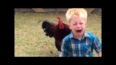 Funny chickens and roosters chasing people