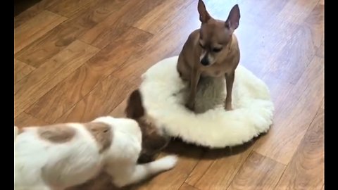 Jack Russell hilariously tries to reclaim bed from Miniature Pinscher