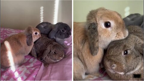 Mama bunny sees her baby after six months, has the sweetest reaction