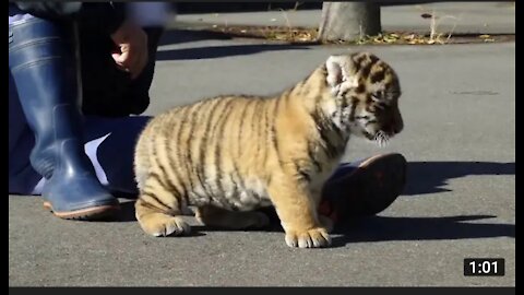 Cute Tiger baby in zoo 🤩