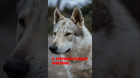 Top 10 Dogs That Look Like Wolves#shorts