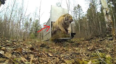 oh my God Incredibly Rare Siberian Tiger Release! very big