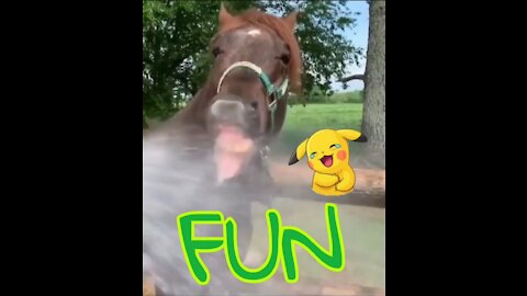 Fun horse 🐴😛