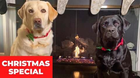 #24_🎄🐶🎄[#Christmas #Special]#Top #Funny #Labrador #Retriever|#Labrador #Retriever|Passionate Animals