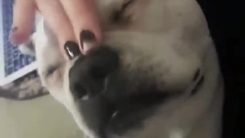 Owner finds dog's sweet spot for scratches
