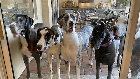 Five Great Danes line up to come inside for breakfast