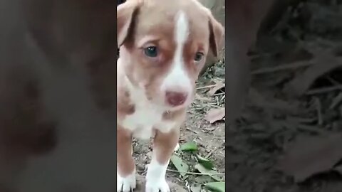 How WOULD YOU Rate this PUPPY 😱 | Wholesome Moments