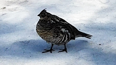 Police standoff with tiny bird ends peacefully