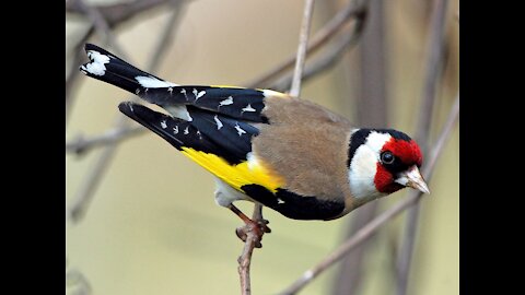 The best Goldfinch