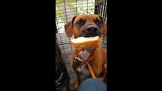 This dog shows mind-blowing restraint by holding a sandwich in its mouth