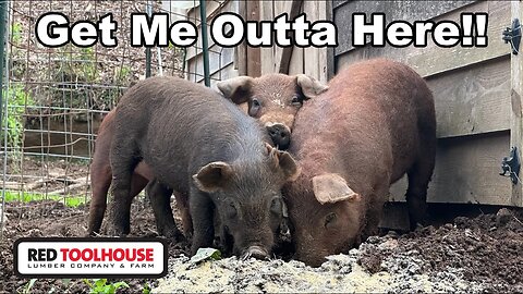 Moving Piglets Out of Quarantine and onto Their FIRST Pasture