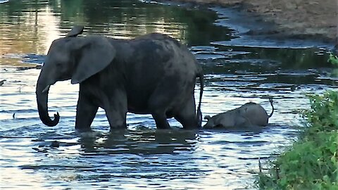 Clumsy elephant baby shows determination to stay close to mother during river crossing.
