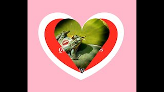Continue dreaming and waiting your charming prince, kissing a frog! [Quotes and Poems]