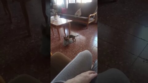 Yorkie gives Mom a gift 🎁